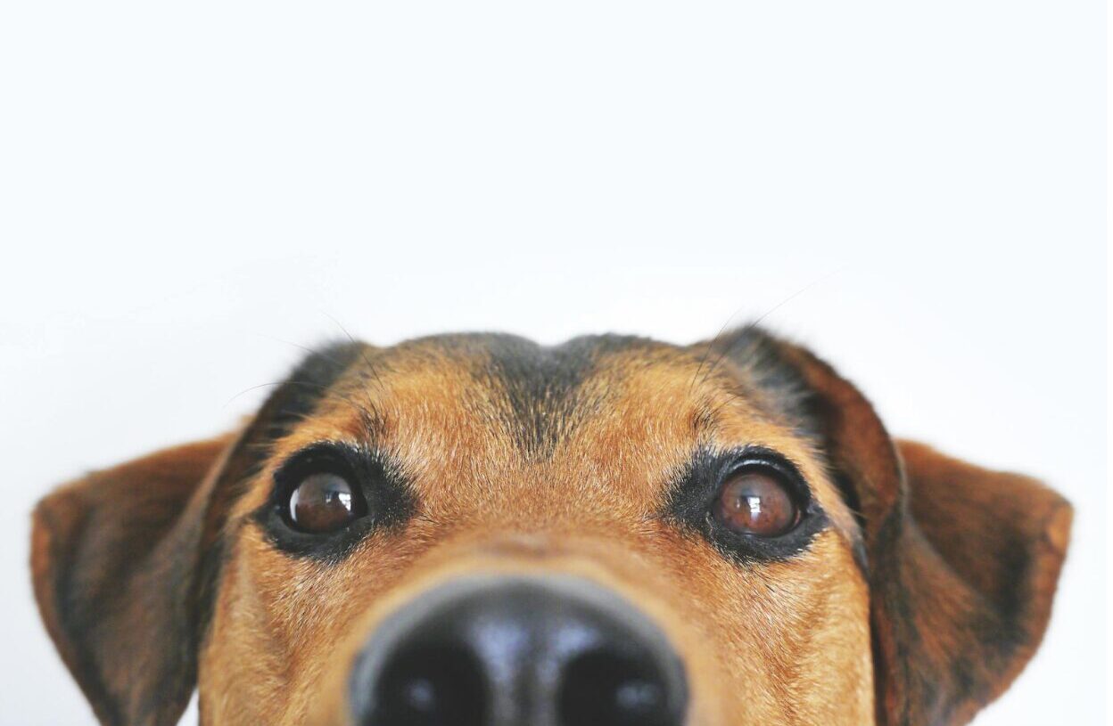 Are You Ready To Get A Dog? You Need To Know How To Take Care Of Them